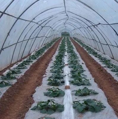 Filme de gotejamento aditivo plástico DMG95 de For Agricultural Plastic do agente de FSSC anti - se enevoar anti -