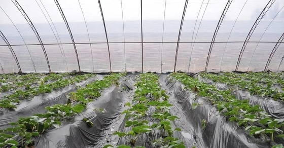 Filme de gotejamento aditivo plástico DMG95 de For Agricultural Plastic do agente de FSSC anti - se enevoar anti -