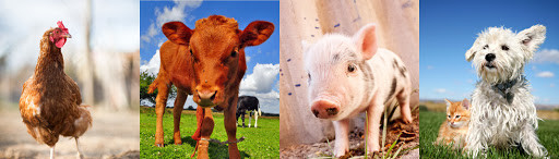 142-18-7 laurato aditivo Monolaurate Glyceryl GML de Glyceyl da alimentação animal