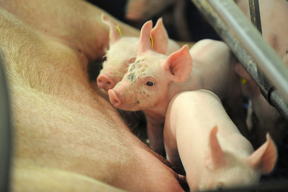 Pó Glyceryl de Monolaurate Alpha Monolaurin GML dos aditivos da alimentação