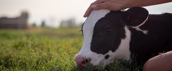 Aditivos da alimentação: O glicerol Monolaurate GML80 pulveriza para o animal