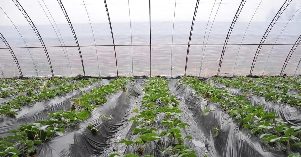 Filme de gotejamento aditivo plástico DMG95 de For Agricultural Plastic do agente de FSSC anti - se enevoar anti -